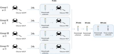 Molecular identification of an insulin-like peptide from the swimming crab Portunus trituberculatus and evidence for its glucoregulation function